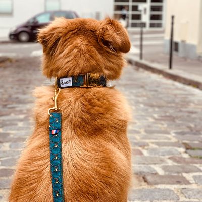 French Bandit - Laisse pour chien verte