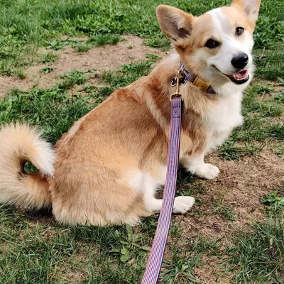 French Bandit - Laisse 4 positions chien bleu blanc rouge