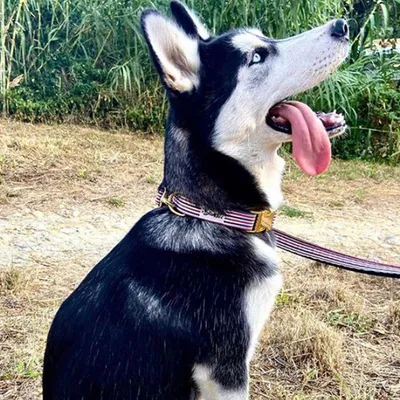 French Bandit - Laisse 4 positions chien bleu blanc rouge