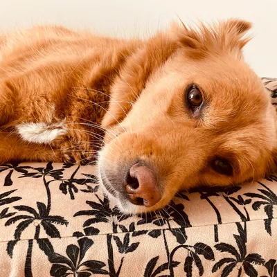 French Bandit - Panier pour chien