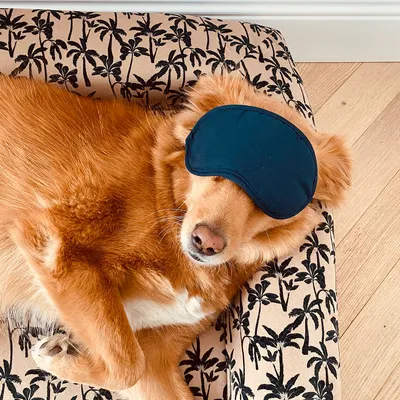 French Bandit - Panier pour chien