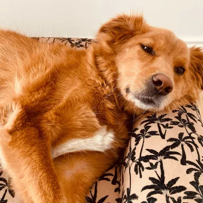 French Bandit - La housse de panier French Bandit - La housse de panier