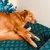 French Bandit - Le panier chien Paon