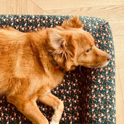 French Bandit - La housse de panier