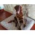 French Bandit - Le panier chien Liberty French Bandit - Le panier chien Liberty
