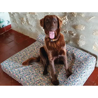 French Bandit - Le panier chien Liberty French Bandit - Le panier chien Liberty