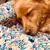 French Bandit - Le panier chien Liberty French Bandit - Le panier chien Liberty