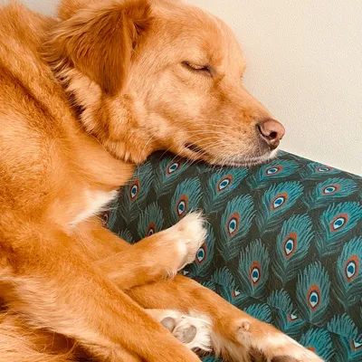 French Bandit - La housse de panier