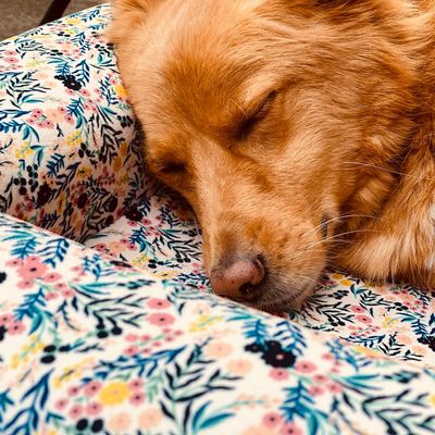 French Bandit - Le panier chien Liberty
