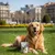 Dibaq Sense Snack pour chiens