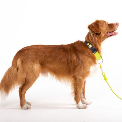 Woolly Wolf Collier Color Block Martingale Deep Teal Mix