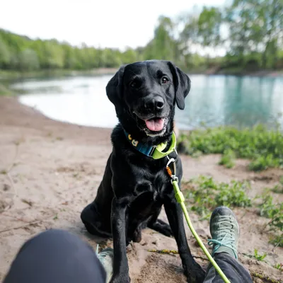Woolly Wolf Collier Color Block Martingale Deep Teal Mix