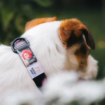 Woolly Wolf Collier Wild Rose