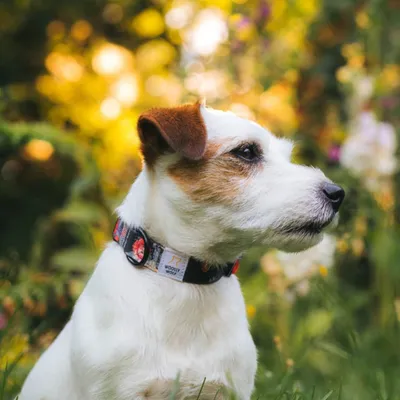 Woolly Wolf Collier Wild Rose