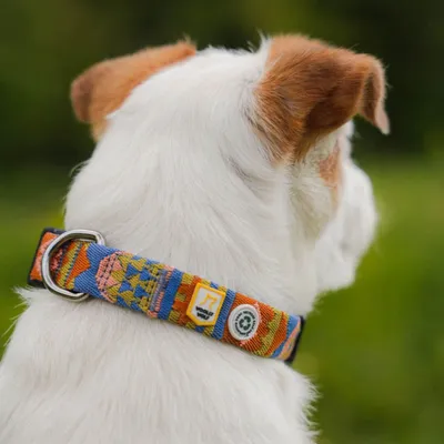 Woolly Wolf Collier Nightless Night
