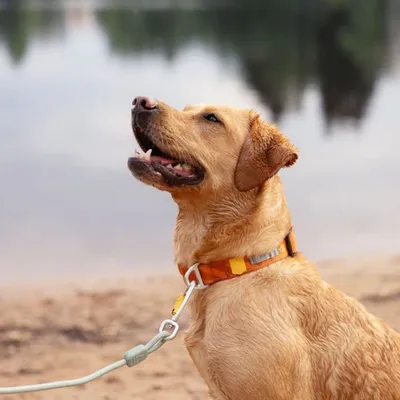 Woolly Wolf Collier Roam Terracotta