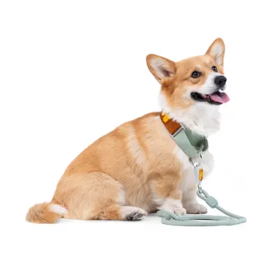 Woolly Wolf Collier Color Block Martingale Terracotta Mix