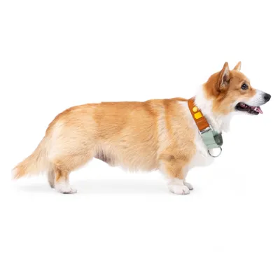 Woolly Wolf Collier Color Block Martingale Terracotta Mix