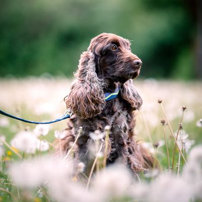 Woolly Wolf Collier Horizon Deep Teal Mix