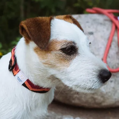 Woolly Wolf Collier Peaks Cranberry