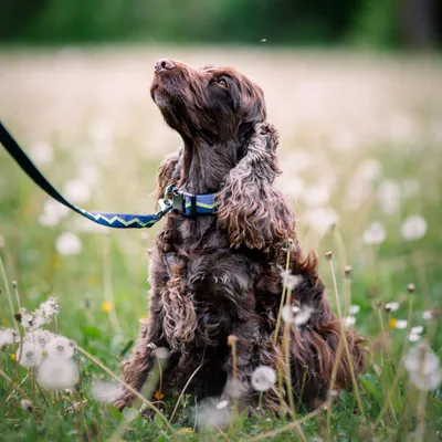 Woolly Wolf Collier Horizon Deep Teal Mix