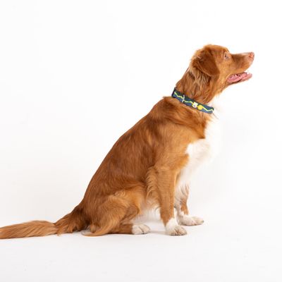 Woolly Wolf Collier Horizon Deep Teal Mix