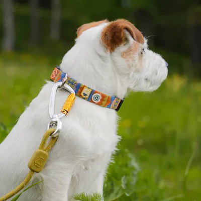 Woolly Wolf Collier Nightless Night