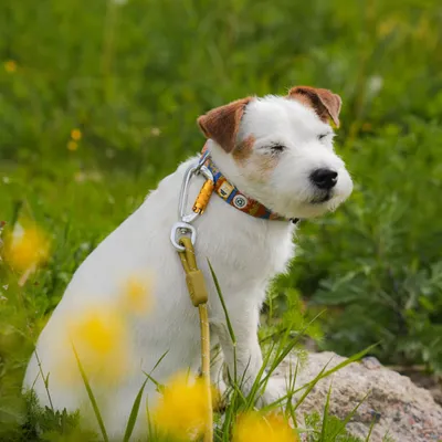 Woolly Wolf Collier Nightless Night