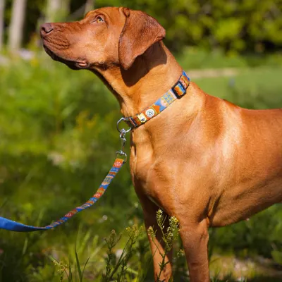 Woolly Wolf Collier Nightless Night