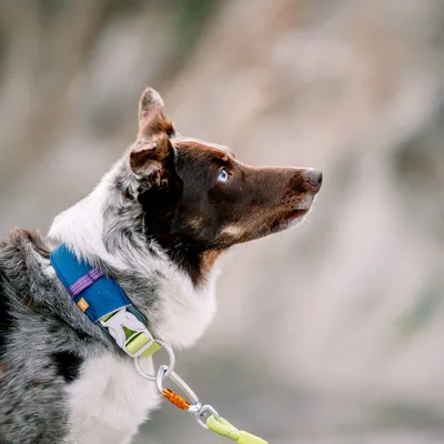 Woolly Wolf Collier Alpha 360 Deep Teal Mix