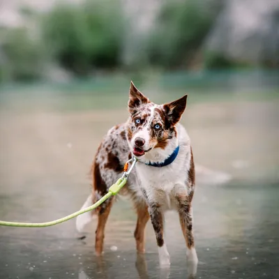 Woolly Wolf Collier Alpha 360 Deep Teal Mix