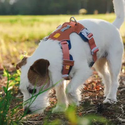 Woolly Wolf Collier Alpha 360 Golden Hour Mix Woolly Wolf Collier Alpha 360 Golden Hour Mix