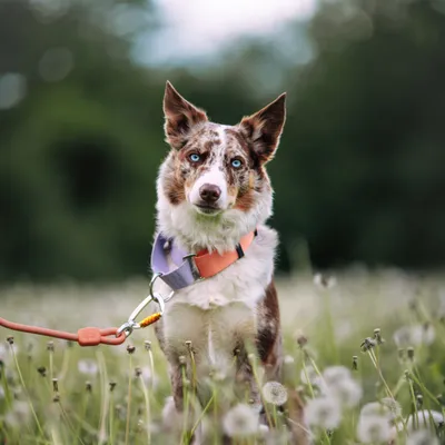 Woolly Wolf Collier Color Block Martingale Salmon Pink Mix