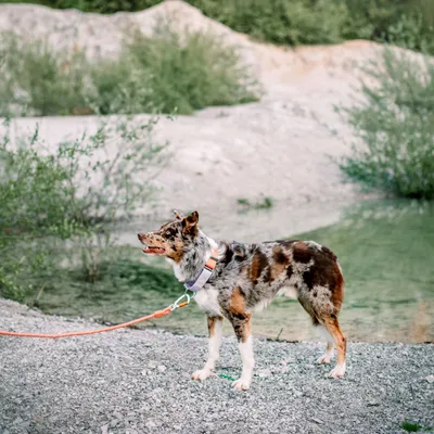 Woolly Wolf Collier Color Block Martingale Salmon Pink Mix