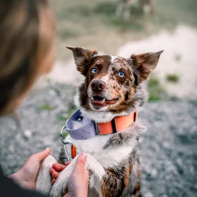 Woolly Wolf Collier Color Block Martingale Salmon Pink Mix
