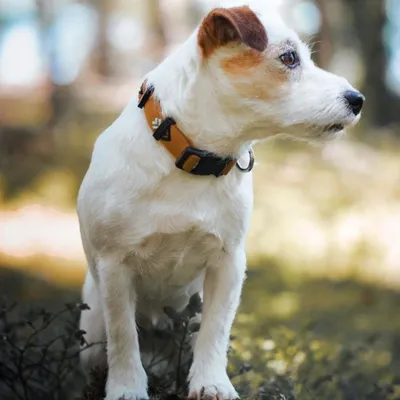 Woolly Wolf Collier Sea to Summit