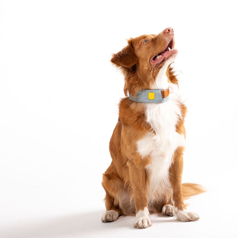 Woolly Wolf Collier Alpha 360 Glacier Green Mix