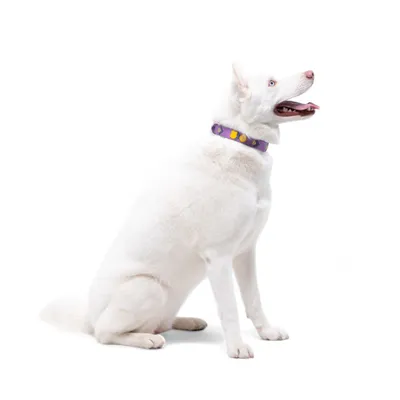 Woolly Wolf Collier Northern Lights