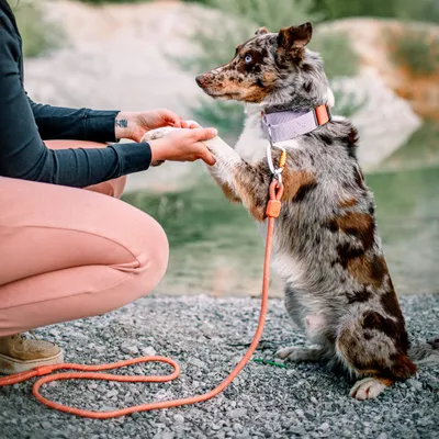 Woolly Wolf Collier Color Block Martingale Salmon Pink Mix