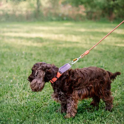 Woolly Wolf Collier Color Block Martingale Salmon Pink Mix
