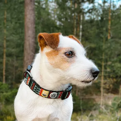 Woolly Wolf Collier Woodland