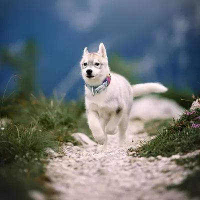 Woolly Wolf Collier Alpha 360 Mauve Mix