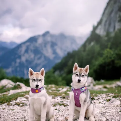 Woolly Wolf Collier Alpha 360 Mauve Mix