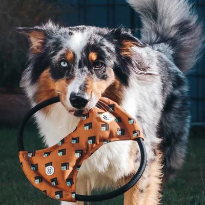 Woolly Wolf Frisbee qui Couine Sea to Summit