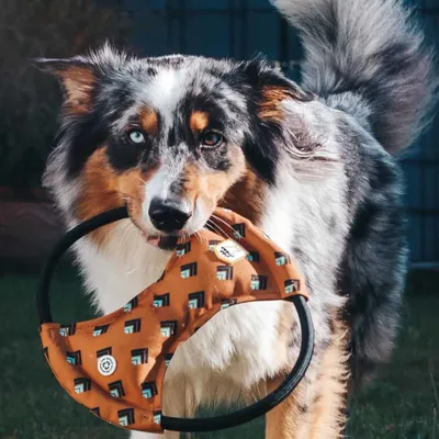 Woolly Wolf Frisbee qui Couine Sea to Summit