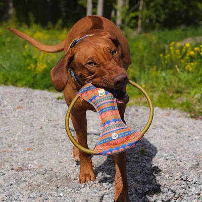 Woolly Wolf Frisbee qui Couine Nightless Night