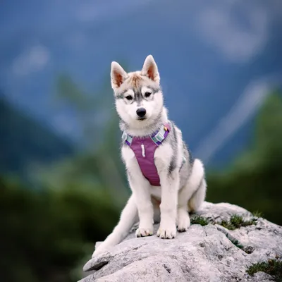 Woolly Wolf Harnais Alpha 360 Mauve Mix