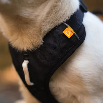 Woolly Wolf Harnais pour chien Roam Black