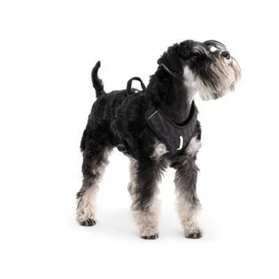 Woolly Wolf Harnais pour chien Roam Black