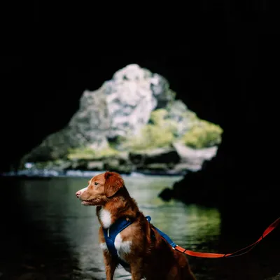 Woolly Wolf Harnais Roam Deep Teal